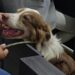 Histórico: Presentan al Primer Infractor de Maltrato Animal ante la Justicia Cívica