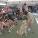 Participación Ciudadana organiza encuentro sobre el bienestar animal