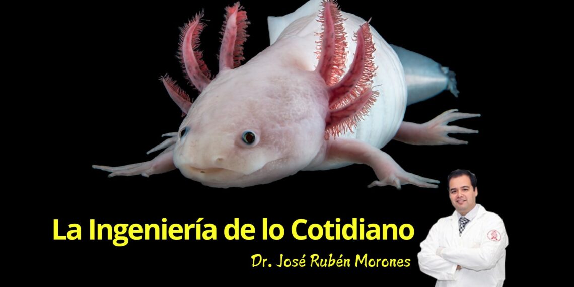La Ingeniería que Imita a la Naturaleza: Desde Axolotes hasta Termiteros y la Flor de Loto