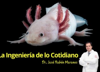 La Ingeniería que Imita a la Naturaleza: Desde Axolotes hasta Termiteros y la Flor de Loto