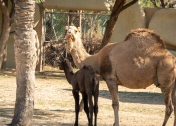 El Zoológico La Pastora invita a conocer a sus nuevos habitantes esta Semana Santa