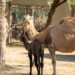 El Zoológico La Pastora invita a conocer a sus nuevos habitantes esta Semana Santa