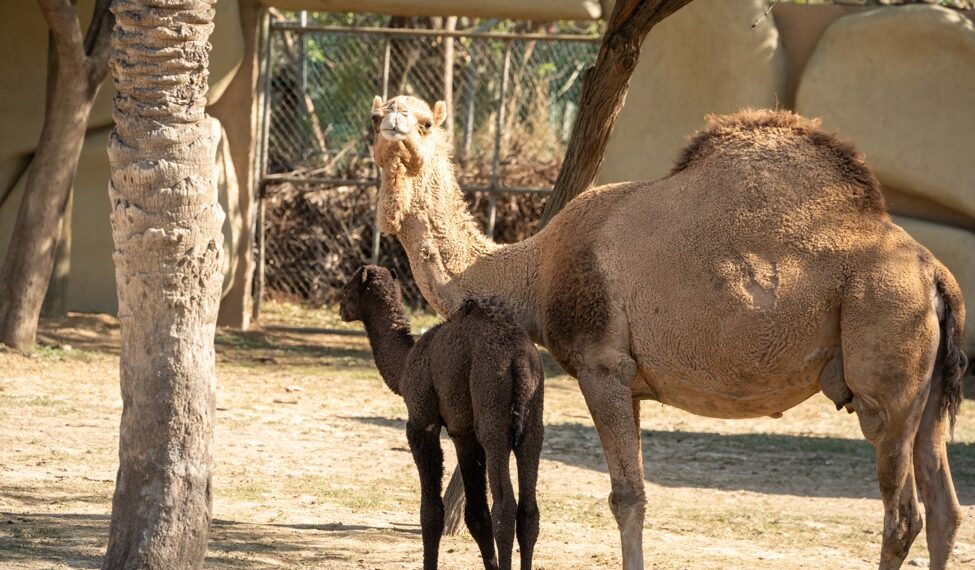El Zoológico La Pastora invita a conocer a sus nuevos habitantes esta Semana Santa