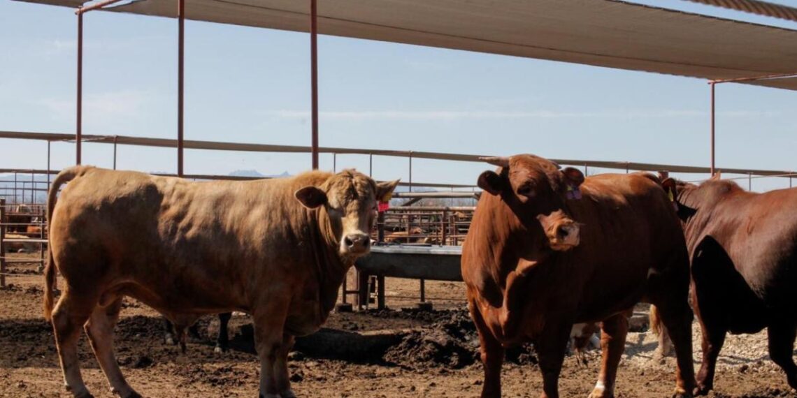 Ganaderos de Nuevo León se preparan ante amenaza del Gusano Barrenador