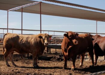 Ganaderos de Nuevo León se preparan ante amenaza del Gusano Barrenador