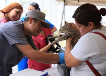 Monterrey impulsa campaña de salud y bienestar animal con servicios gratuitos