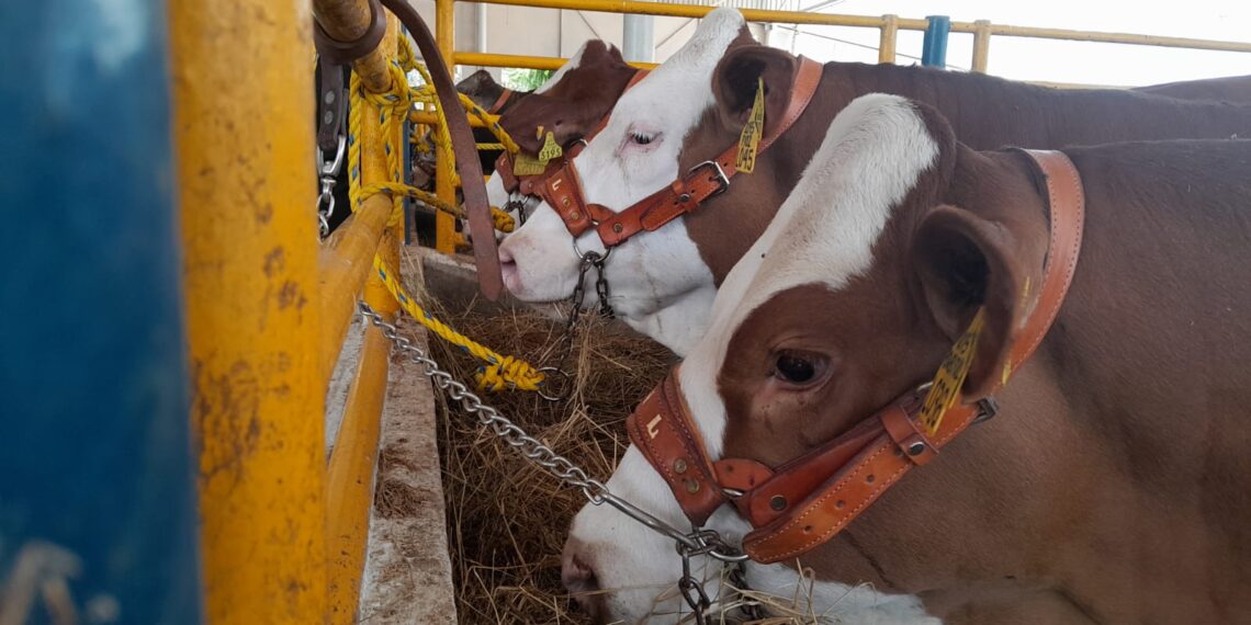 UANL realiza Subasta de Hembras Élite y Genética para impulsar la ganadería
