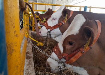 UANL realiza Subasta de Hembras Élite y Genética para impulsar la ganadería