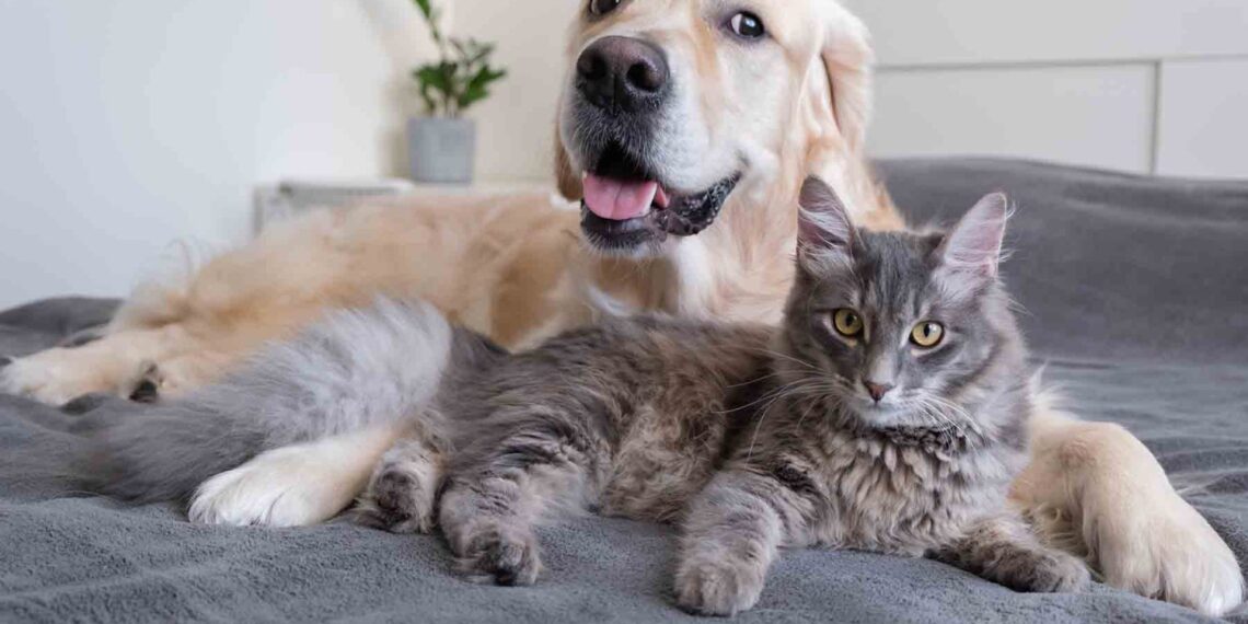 Cambia de sede la Feria de Adopciones de Monterrey por altas temperaturas