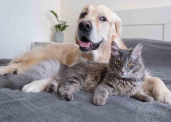 Cambia de sede la Feria de Adopciones de Monterrey por altas temperaturas