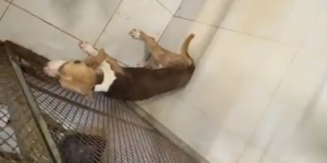 Movimiento Ciudadano demanda a Jesús Nava por maltrato animal