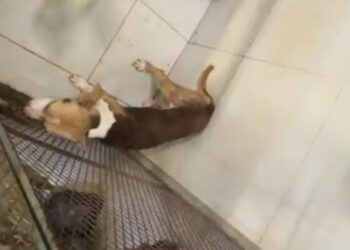 Movimiento Ciudadano demanda a Jesús Nava por maltrato animal