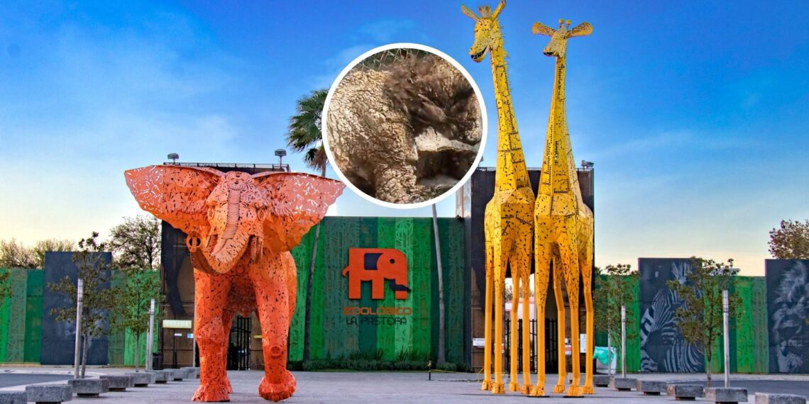 Osa “Mina”: Destituyen a coordinador de Zoológico La Pastora