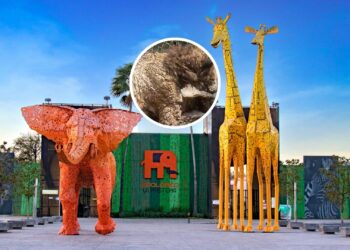 Osa “Mina”: Destituyen a coordinador de Zoológico La Pastora