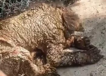 Parques y Vida Silvestre de NL asume cuidado de la osa del Zoológico La Pastora