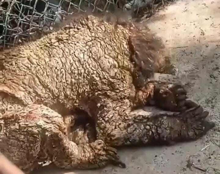 Parques y Vida Silvestre de NL asume cuidado de la osa del Zoológico La Pastora