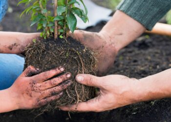 Aprueban reformas para impulsar la plantación de árboles nativos en Nuevo León
