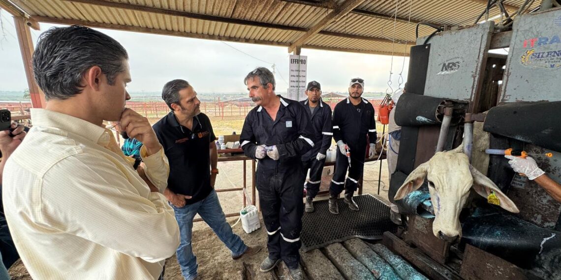 Contienen con éxito brote aislado del Gusano Barrenador en Nuevo León