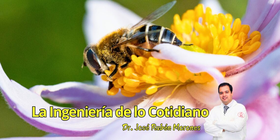 La ingeniería secreta entre abejas y flores: un lenguaje hecho de aromas, colores y electricidad