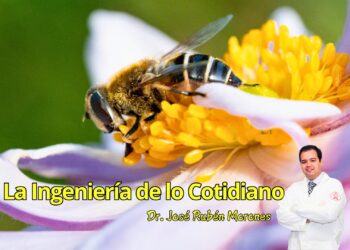 La ingeniería secreta entre abejas y flores: un lenguaje hecho de aromas, colores y electricidad