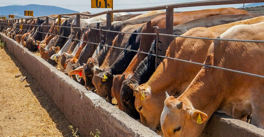 Caso aislado de gusano barrenador no representa riesgo para NL