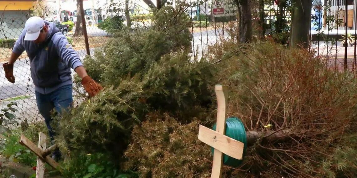 Guadalupe habilitará puntos especiales para reciclar pinos navideños