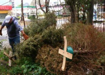 Guadalupe habilitará puntos especiales para reciclar pinos navideños