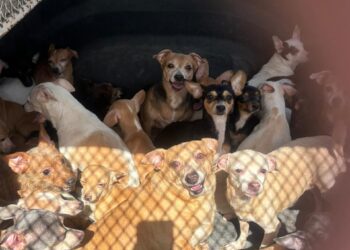 Monterrey rescata 50 perros en situación de abandono