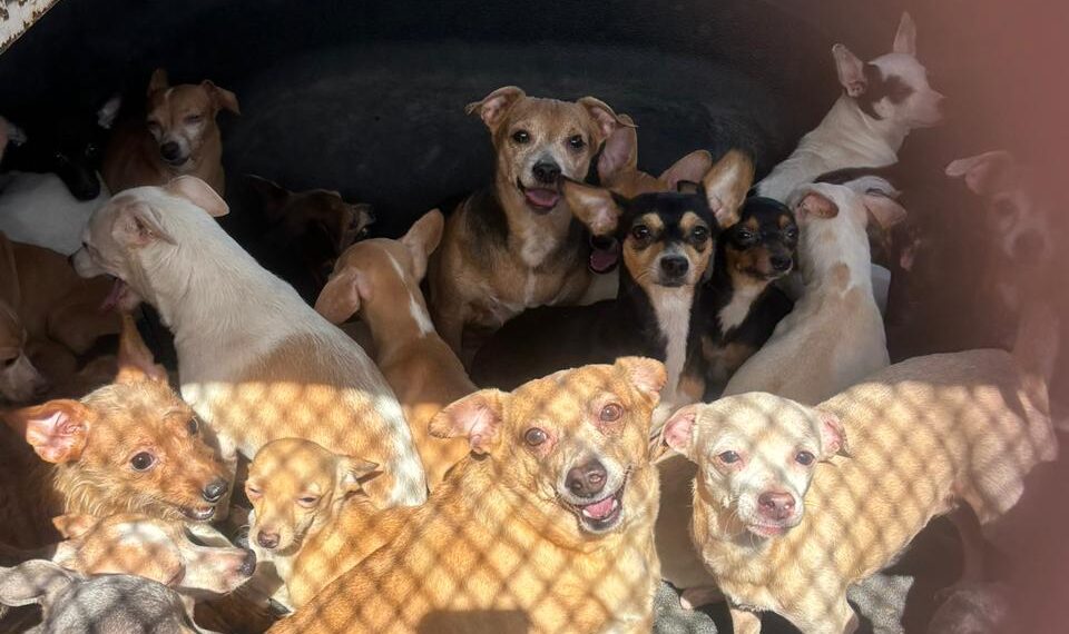 Monterrey rescata 50 perros en situación de abandono