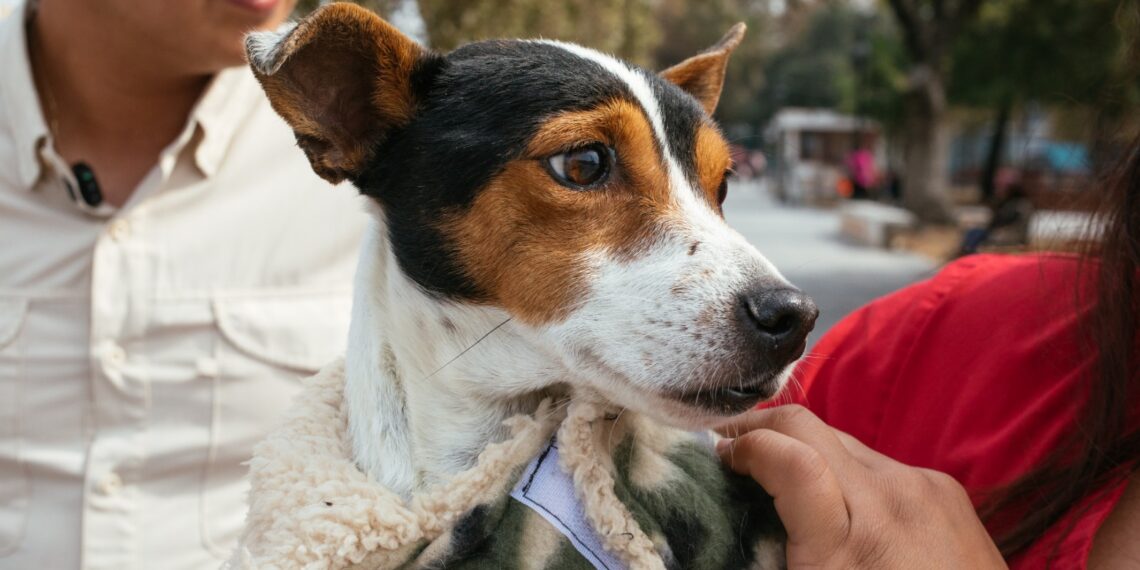 Guadalupe hace recomendaciones para proteger a las mascotas