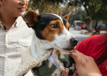 Guadalupe hace recomendaciones para proteger a las mascotas