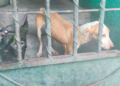 Rescatan a tres perritos víctimas de maltrato en Monterrey