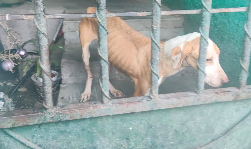 Rescatan a tres perritos víctimas de maltrato en Monterrey