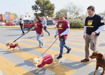 Yesi de Mijes abraza el bienestar animal; encabeza jornada de esterilizaciones