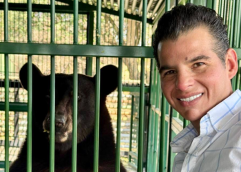 Mike Flores supervisa evolución de Tadeo, oso negro rescatado en Galeana