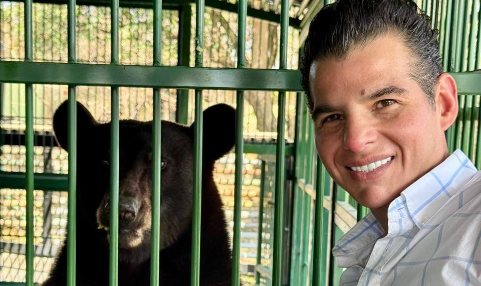 Mike Flores supervisa evolución de Tadeo, oso negro rescatado en Galeana