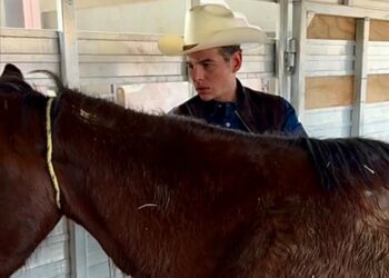 Miguel Flores impulsará refugio para caballos en situación vulnerable