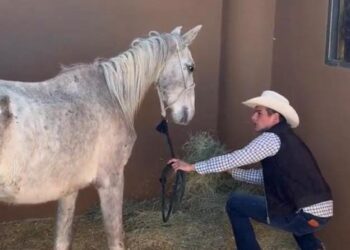 Nuevo León refuerza lucha contra maltrato animal con rescate de caballos