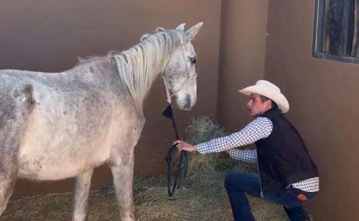 Nuevo León refuerza lucha contra maltrato animal con rescate de caballos