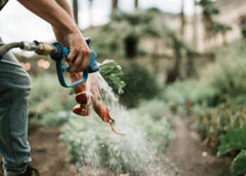 Reducir desperdicio de alimentos ahorraría agua