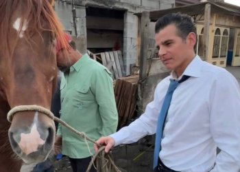 Miguel Flores rescata a caballo explotado en Monterrey