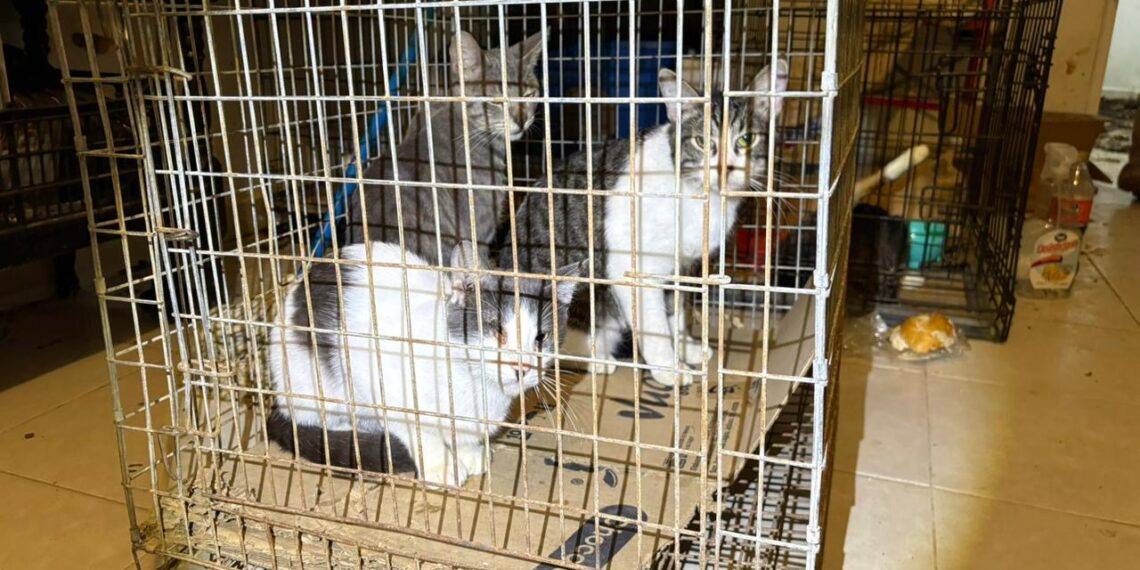 Rescatan a 13 felinos en condiciones críticas de maltrato en Juárez