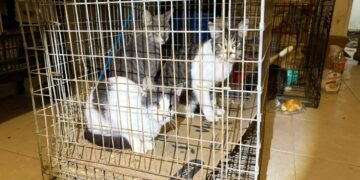 Rescatan a 13 felinos en condiciones críticas de maltrato en Juárez