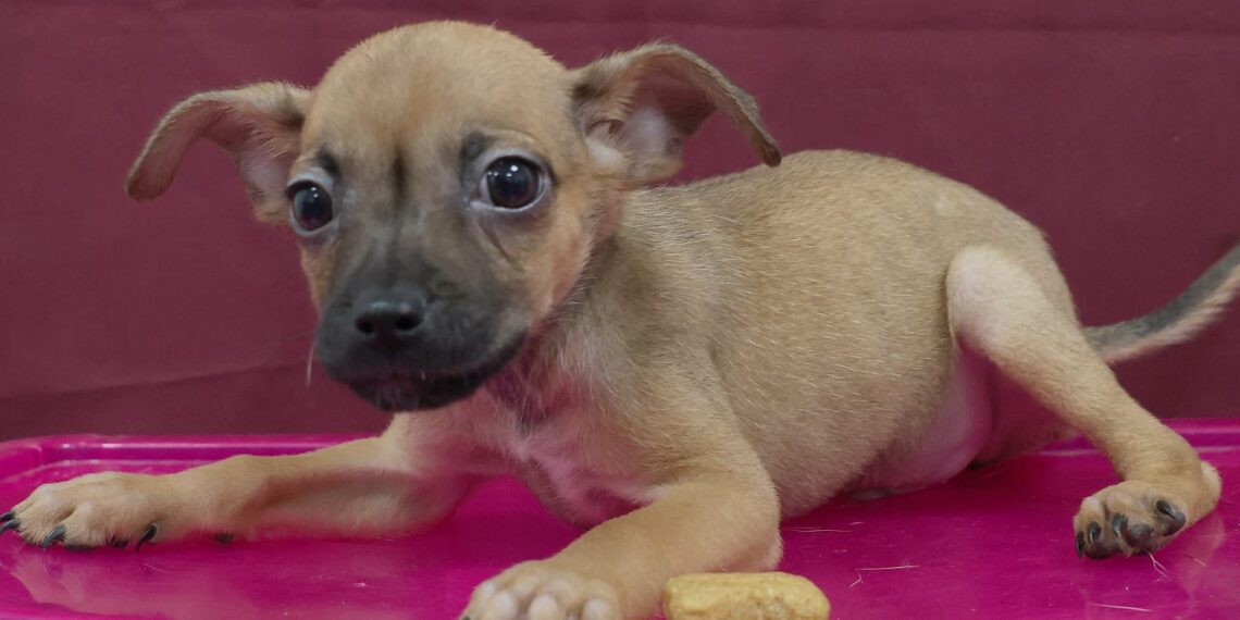 “Adopta con Amor” en García impulsa rescate y adopción de mascotas