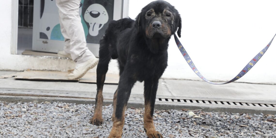 Rescatan en Escobedo a “Silvia”, “Oso” y “Stefi”