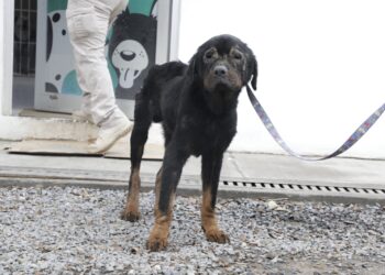 Rescatan en Escobedo a “Silvia”, “Oso” y “Stefi”