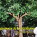 Árboles sintéticos: cuando la ciudad intenta imitar a la naturaleza