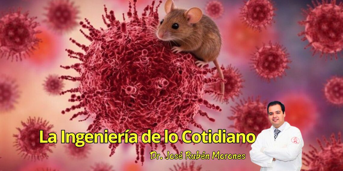 Hantavirus: la ingeniería invisible que contiene un brote