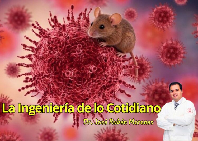 Hantavirus: la ingeniería invisible que contiene un brote