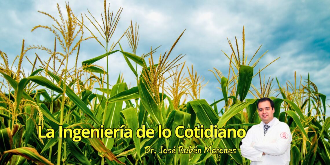 Maíz Bt: cuando una planta aprendió a defenderse
